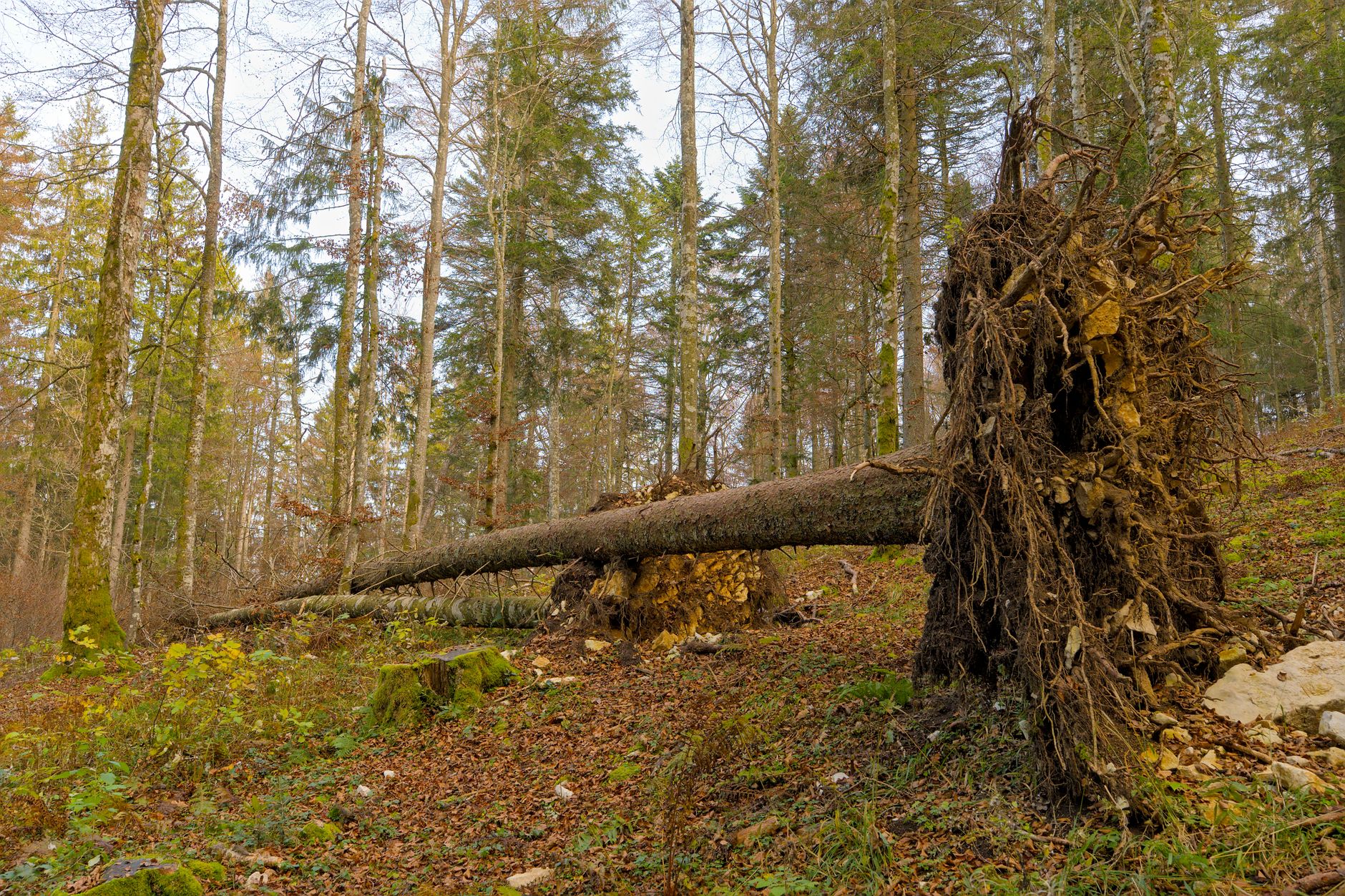 Enlèvement arbre urgence équipe à Agde